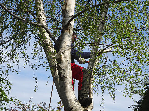 Tree and Shrub Care in Hiawatha, KS